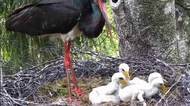 Must-toonekurg2 | Food for five hungry stork babies | June 01, 2022 смотреть онлайн