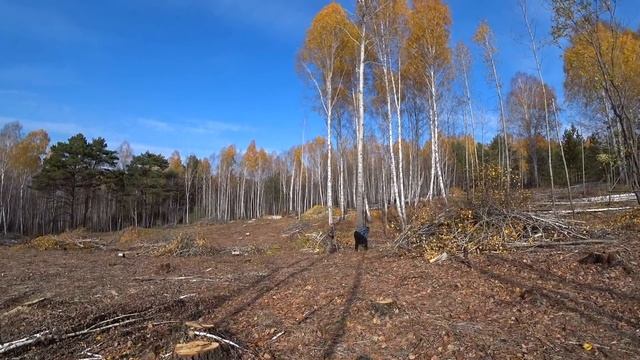 Как валить деревья подробно для чайников. смотреть онлайн