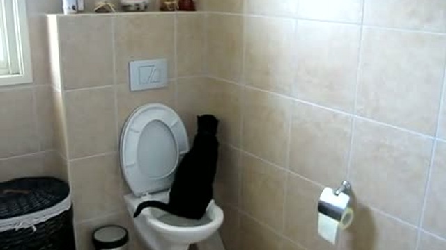 Ну очень чистоплотный кот смотреть онлайн