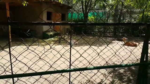 Европейская Лань Кыргызстан город Каракол Зоопарк. смотреть онлайн