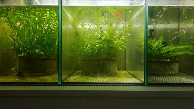 83. Fish room tour, czyli mały bzyka... смотреть онлайн