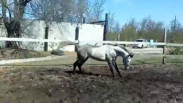 Уравнобешенный конь:3 смотреть онлайн