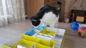 ЛАБИРИНТ для МЫШКИ СВОИМИ РУКАМИ! Как сделать ЛАБИРИНТ?