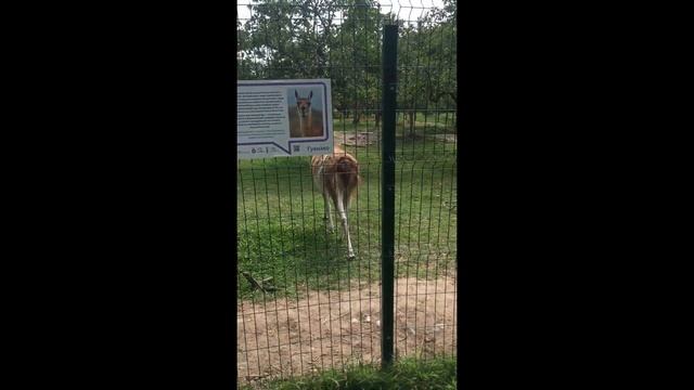 МИНИ ЛОШАДКА ГУАНАКО САФАРИ ПАРК ЛАЗАРЕВСКОЕ КРАСНОДАРСКИЙ КРАЙ смотреть онлайн