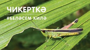 БЕЛӘСЕМ КИЛӘ: чикерткә / Кузнечик / Изучаем животных и насекомых с малышами