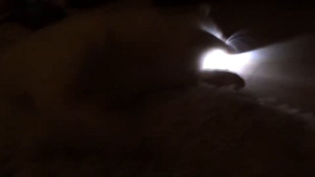 мурчик Метеоритик с фонариком cat inception смотреть онлайн