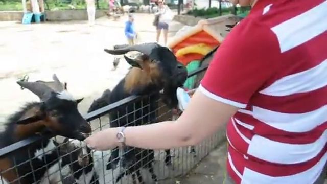 наглый козел смотреть онлайн