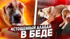 СРОЧНО! Истощенный алабай в беде. Нужны добрые руки. Иначе его ждет смерть.