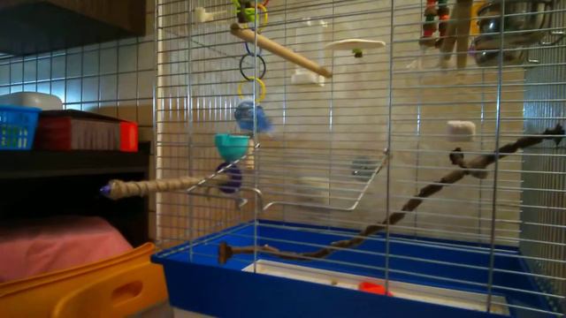 Чара с нами два дня. Карл без хвоста 😁 смотреть онлайн