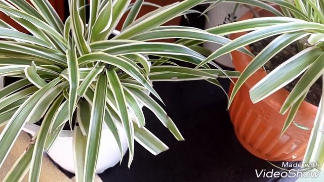 How to grow n care of Spider plant, About chlorophytum comosum смотреть онлайн