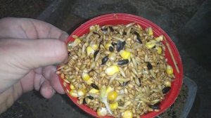 Разведение корелл в зимний период.