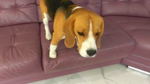 НА ШЕРЛОКА НАПАЛИ БАНДИТЫ. БРОС ШОУ ПЕТ