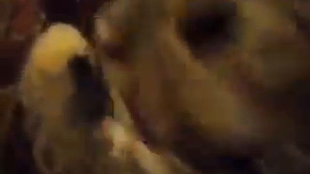 Кошка Ромашка любит мыть свою переднюю лапу! смотреть онлайн