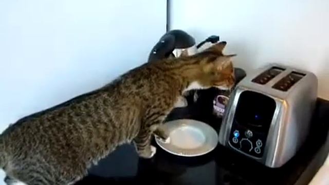 Прикол Кот и тостер))) Очень испугался! смотреть онлайн