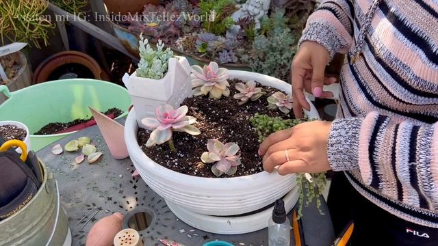 Mis Rainbow Echeverias tienen su propio jardin exótico ??? #succulents #exotic #rare #garden смотреть онлайн