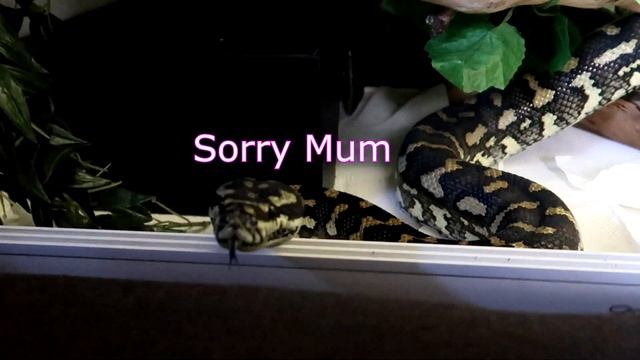 Sulking Carpet Python Creatures Of Habit And Their Silent Language смотреть онлайн