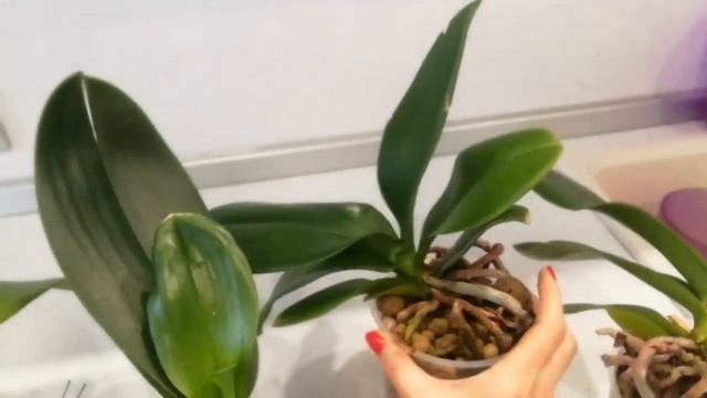 Уценки из "Твой Дом". Через 4 недели после покупки. смотреть онлайн