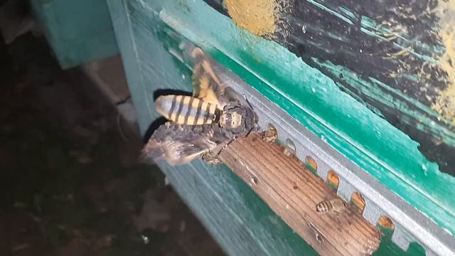 Бабочка Мёртвая Голова➠ Пытается Своровать Мёд смотреть онлайн