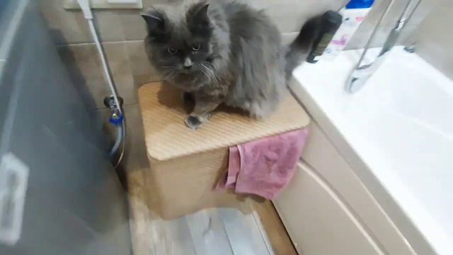 Кот Рыся забывает, что ему купили фонтан! смотреть онлайн