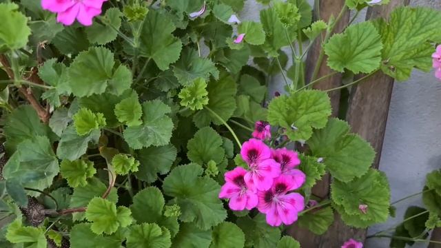 Sardunyalar ile Bahçe Balkon Turu смотреть онлайн