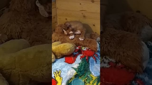 г. Санкт-Петербург. щенки английского бульдога?? смотреть онлайн