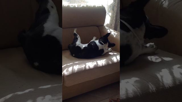 Собака разговаривает по цыгански! Я плакал смотреть онлайн