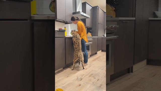 New toys for Chloe! смотреть онлайн