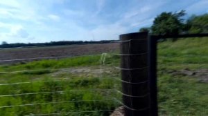 Ограждение участка. Самый дешёвый вариант. Шарнирная сетка.