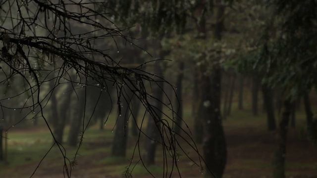 MEDITATION MUSIC/SPA MUSIC/RELAX MUSIC/ FOREST /МЕДИТАЦИЯ РАССЛАБЛЕНИЕ/ ЛЕС ПРИРОДА смотреть онлайн