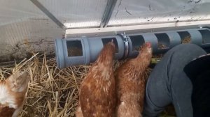 кормушка для курей из трубы своими руками
