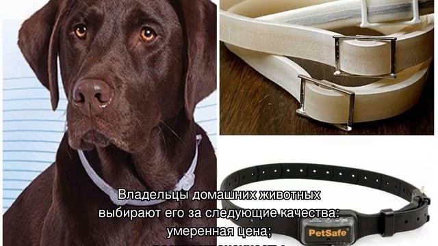 Ошейник для собак от блох и клещей: какой лучше смотреть онлайн