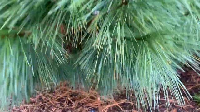 Pinus x schwerinii 'Wiethorst' Hybrid Pine Tree January 2, 2020 смотреть онлайн