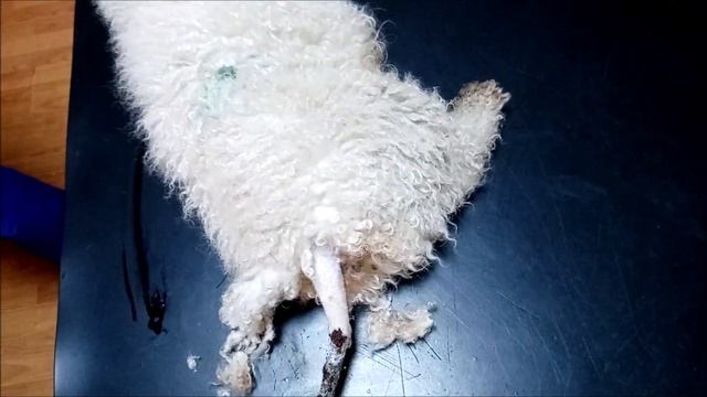 Tail docking in a dog смотреть онлайн