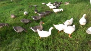 ТЕХНОЛОГИЯ ВЫРАЩИВАНИЯ ГУСЕЙ БОЛЬШАЯ СЕРАЯ И ДАТСКИЙ ЛЕГАРД