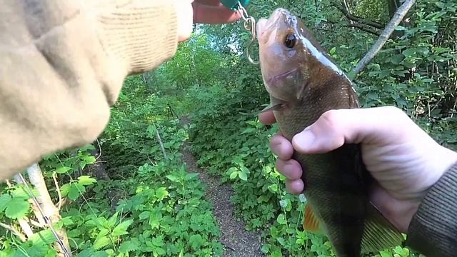 Крупный окунь. Клев, как из пулемёта, не случился!) #video #рыбалка #fishing #fish #river смотреть онлайн