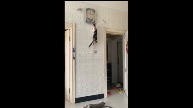 Большой выпуск приколов с котами за месяц Смешные КОТЫ КОТИКИ КОТЯТА 26 минут смотреть онлайн