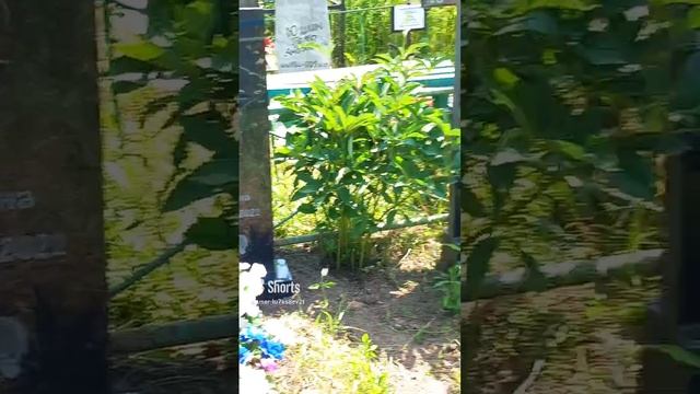 Кладбище, семья