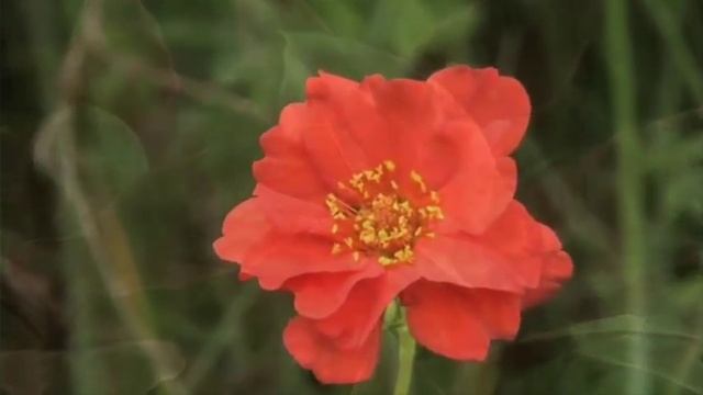 МАЛЕНЬКИЙ ЦВЕТОК. Фаусто Папетти. смотреть онлайн