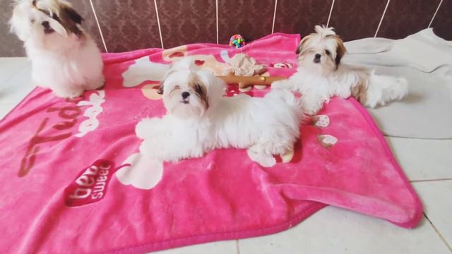 Наши девочки ши-тцу ♥️ #купитьшитцу #welpendeutschland #shihtzuwelpen #ukraine #шитцу