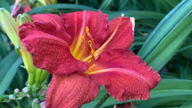 Ольго, з Днем Ангела! Привітання з Днем Ангела Ольги! Вітання з Ольгою! Найщиріше вітання для Олі смотреть онлайн