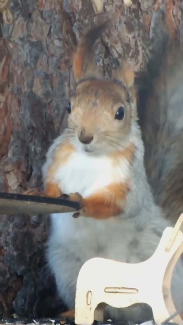 Белка Безухов ест со столика