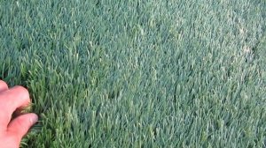 Ландшафтная искусственная трава, газон