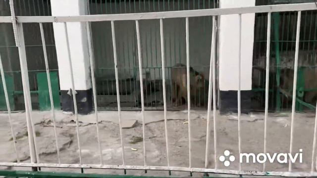 Влог||Зоопарк Душанбе ||Семейная прогулка по зоопарку. смотреть онлайн