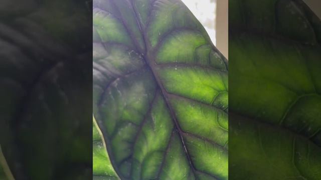 Alocasia Dragonscale Care смотреть онлайн