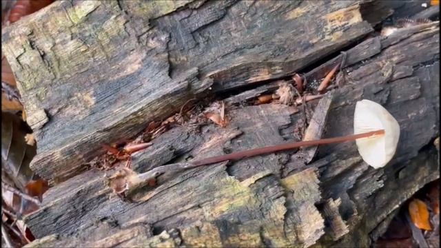 Echter Knoblauchschwindling - Marasmius scorodonius смотреть онлайн