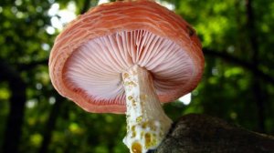 Самые редкие грибы в мире!