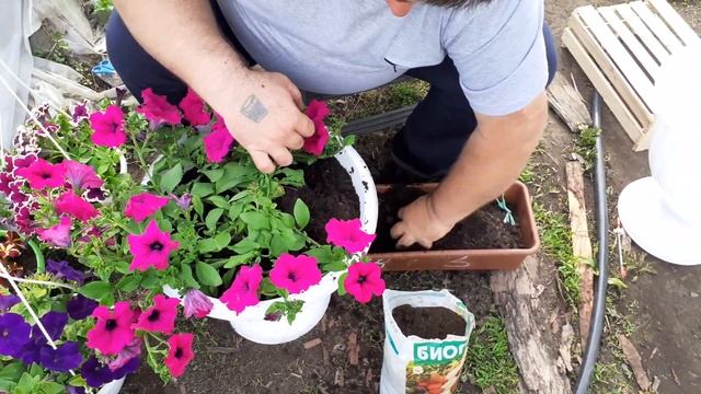 Перевалка петунии в вазон. смотреть онлайн