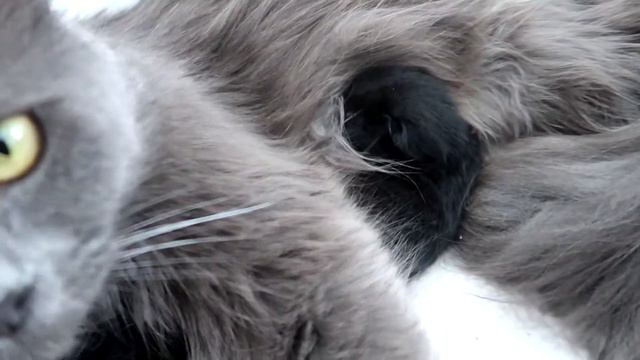 Мама кошка кормит котенка и мурлыкает 3 день жизни котят смотреть онлайн