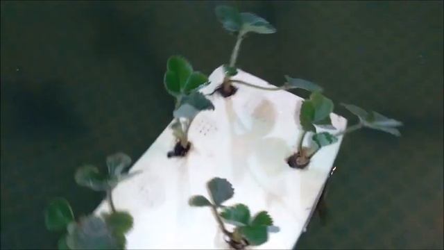 ОСЕТРОВАЯ АКВАПОНИКА ЗА КОПЕЙКИ