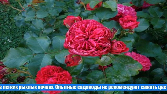 Роза Леонардо Да Винчи: описание, посадка и особенности ухода смотреть онлайн